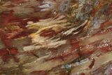 Colorful, Petrified Wood Slab - Texas #236523-1